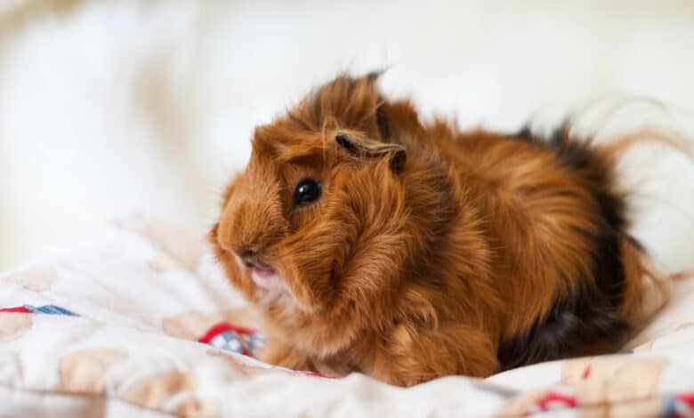 cavia peruviana