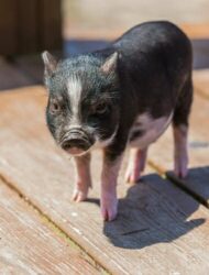 Maialino vietnamita o nano: i segreti del maialino reso celebre da George Clooney