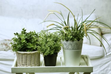 Quali sono le migliori piante da appartamento?