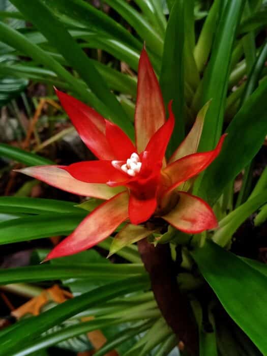 Guzmania lingulata