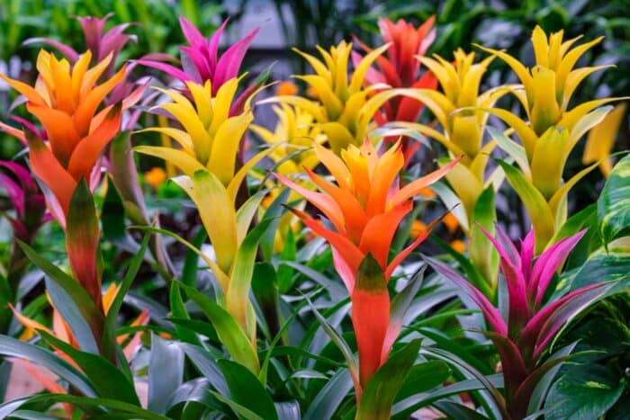 guzmania