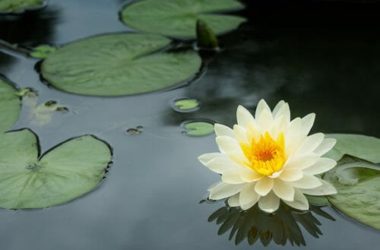 Fiore di loto: i consigli per la coltivazione e le altre cose da sapere