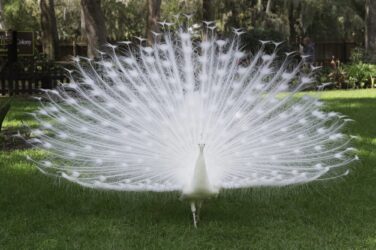 Pavone: quali sono le caratteristiche e le curiosità di questo animale dalla splendida coda colorata