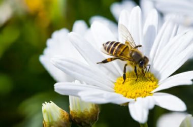 Puntura ape: rimedi naturali e cosa fare
