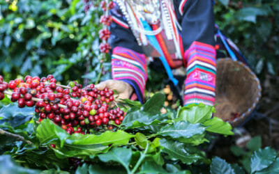 Coi cambiamenti climatici rischiamo di perdere metà delle piantagioni di caffè