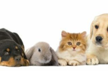 Animali domestici: quali sono, quali attenzioni e cure?