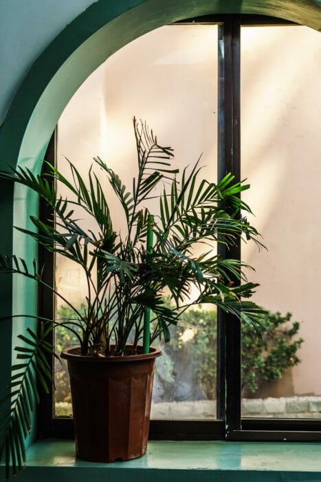 EGarden.store Chamaedorea Elegans (Palma Della Fortuna) – Pianta Vera Da Interno In Vaso 17 Cm (Altezza 45 Cm) - 6