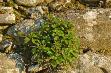 La parietaria, parente dell’ortica e ricca di proprietà nutritive, ma nota soprattutto per le allergie