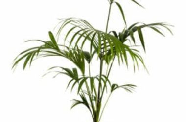 Kenzia: caratteristiche, aspetto e cura della palma sempreverde
