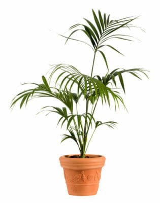Kenzia: caratteristiche, aspetto e cura della palma sempreverde