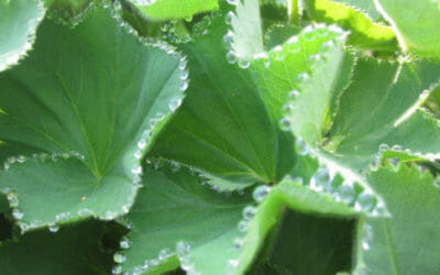 Alchemilla: una pianta ricca di proprietà utili in fitoterapia e non solo