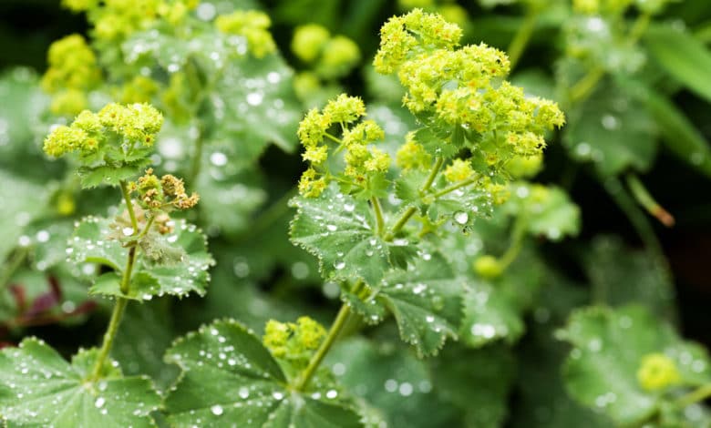 Alchemilla