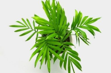 Palma nana: caratteristiche e accorgimenti per la cura di questa pianta da interni