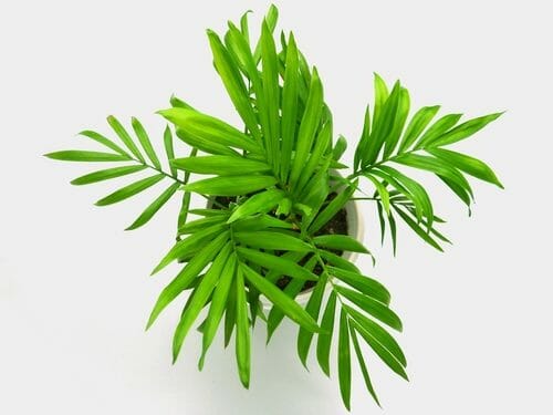 Palma nana: caratteristiche e accorgimenti per la cura di questa pianta da interni