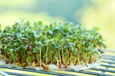 Proprietà terapeutiche del crescione ed utilizzi in cucina