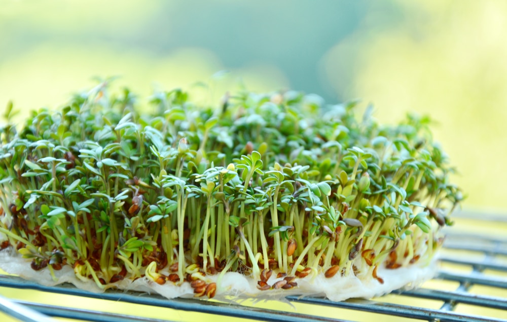Proprietà terapeutiche del crescione ed utilizzi in cucina Proprietà terapeutiche del crescione ed utilizzi in cucina
