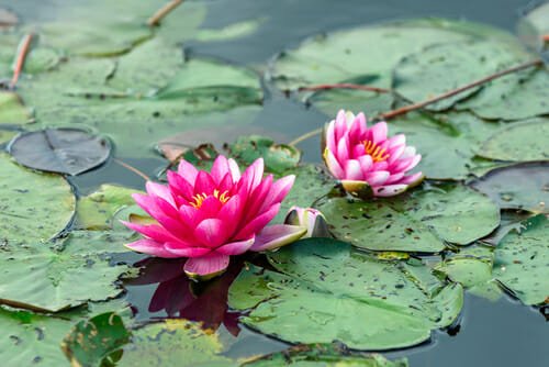 Piante acquatiche da giardino: quali sono e che cure richiedono ... Fiori acquatici nomi