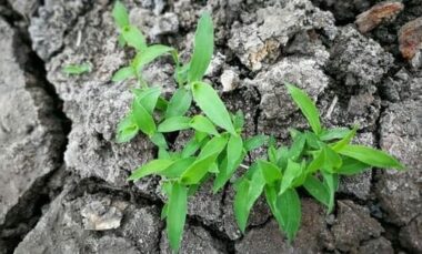 Dalle piante un aiuto per la bonifica di terreni inquinati: i nuovi fitorimedi