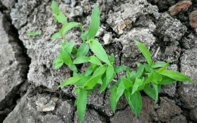 Dalle piante un aiuto per la bonifica di terreni inquinati: i nuovi fitorimedi