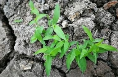 Dalle piante un aiuto per la bonifica di terreni inquinati: i nuovi fitorimedi