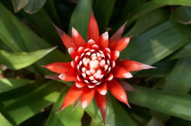 Guzmania: caratteristiche, varietà e cura della pianta tropicale