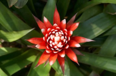 Guzmania: caratteristiche, varietà e cura della pianta tropicale