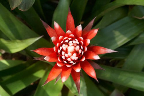 Guzmania: caratteristiche, varietà e cura della pianta tropicale