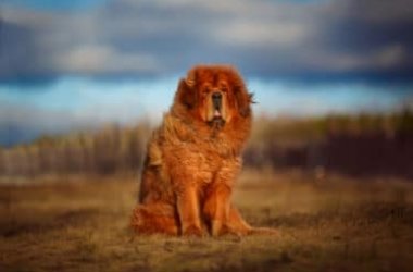 Tout savoir sur le dogue tibétain, le chien de montagne considéré comme l'ancêtre de tous les molosses