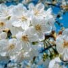 Ciliegio, tutto sull’albero dalla meravigliosa fioritura primaverile