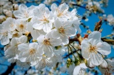Ciliegio, tutto sull’albero dalla meravigliosa fioritura primaverile