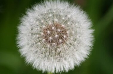 Perilla: tutto sulla pianta che piace ai canarini