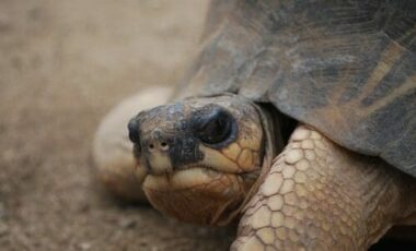 Tutto sulla tartaruga, simbolo della longevità e della lentezza