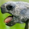 Tutto sulla tartaruga, simbolo della longevità e della lentezza
