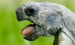 Tutto sulla tartaruga, simbolo della longevità e della lentezza