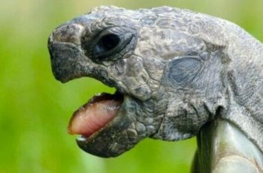 Tutto sulla tartaruga, simbolo della longevità e della lentezza