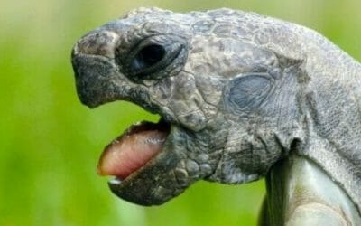Tutto sulla tartaruga, simbolo della longevità e della lentezza