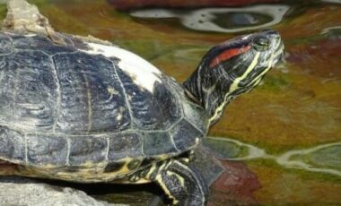 Tutto sulla tartaruga d’acqua: le diverse specie e le regole per averne cura