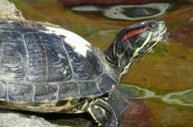 Tutto sulla tartaruga d’acqua: le diverse specie e le regole per averne cura
