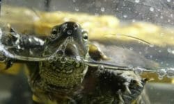 Tutto sulla tartaruga d’acqua: le diverse specie e le regole per averne cura