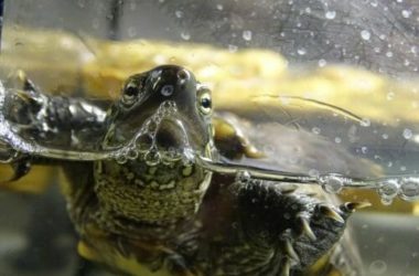 Tutto sulla tartaruga d’acqua: le diverse specie e le regole per averne cura