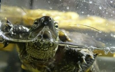 Tutto sulla tartaruga d’acqua: le diverse specie e le regole per averne cura