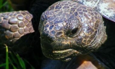 Quello che c’è da sapere sulle tartarughe di terra: le specie e le buone norme per allevarle