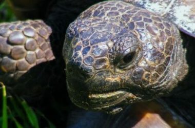 Quello che c’è da sapere sulle tartarughe di terra: le specie e le buone norme per allevarle