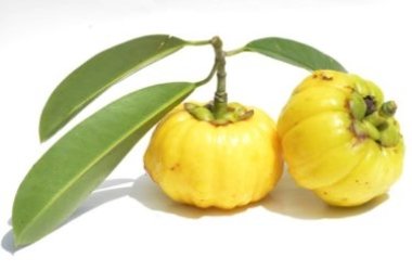 Tutto sulla Garcinia cambogia, le caratteristiche, proprietà e controindicazioni di questa pianta di cui si parla molto per le proprietà dimagranti