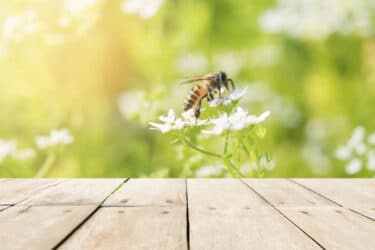 Découvrons comment éloigner les abeilles naturellement et sans leur nuire