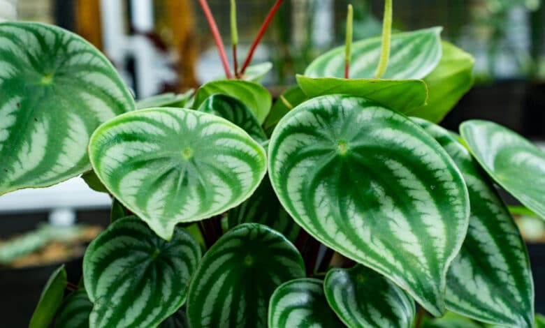 peperomia