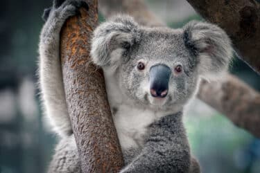 Koala: tutto quello che c’è da sapere su questo marsupiale noto per le sue dormite!