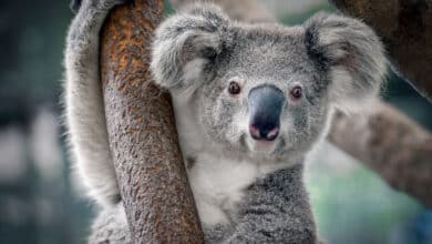 koala