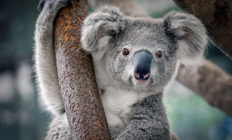koala