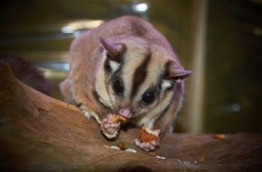 Tutto sugli animali da compagnia: specie, cure e consigli utili